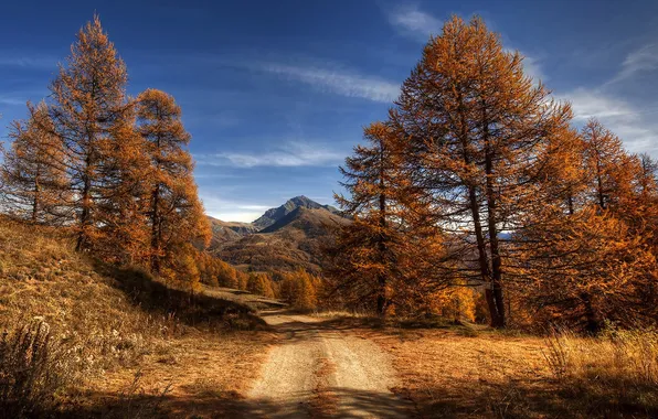 Дорога, осень, деревья