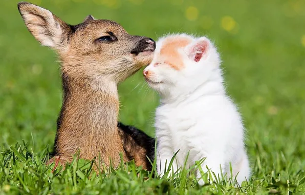 Nature, cat, friends, deer, outdoors, natu
