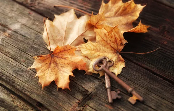 Картинка осень, листья, доски, клён, ключи