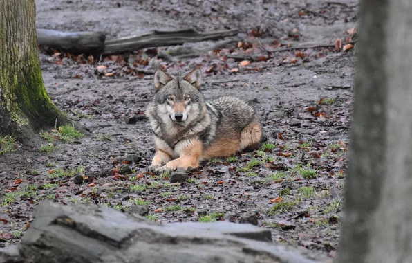 Nature, snow, predator, face, animal, wolf, wolves, wildlife