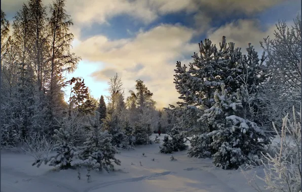 Картинка зима, небо, облака, снег, деревья