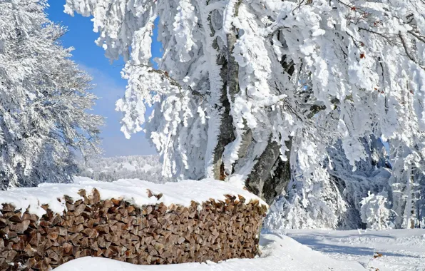 Зима, иней, лес, свет, снег, деревья, природа, ветви