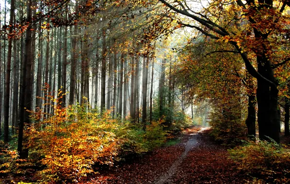 Осень, лес, листья, тропа, forest, роща, trees, Autumn