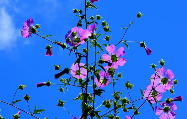 Небо, цветы, растение