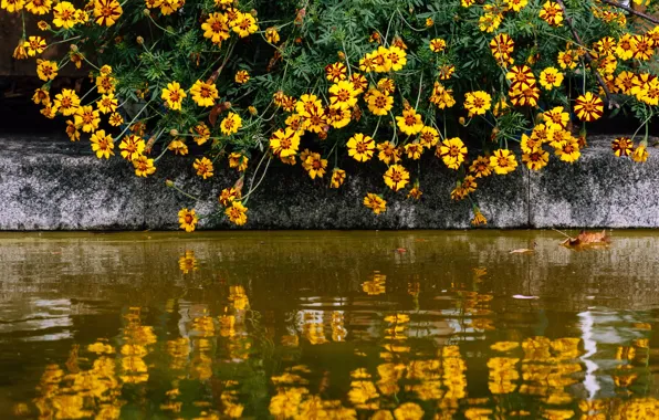 Вода, цветы, пруд, отражение, берег, яркие, желтые, ограждение