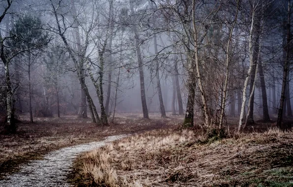 Картинка зима, лес, деревья, туман, утро, тропинка