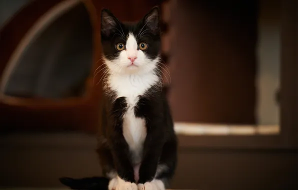 Картинка кошка, кот, черно-белый, сидя