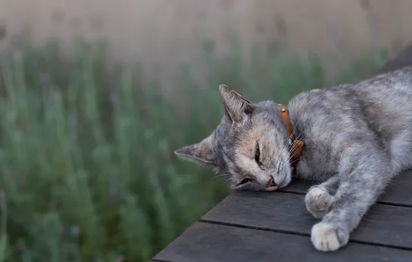 Картинка кот, серый, отдых, спит, ошейник, сонный