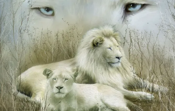 Взгляд, семья, белые львы, пара. отдых
