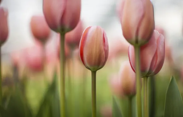 Поле, цветы, фокус, весна, тюльпаны, розовые