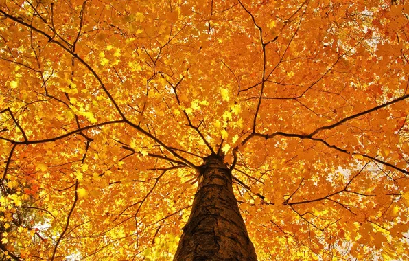 Картинка осень, дерево, красиво