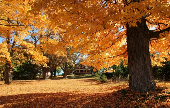 Осень, листья, деревья, дом, склон, двор