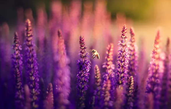 Картинка поле, цветы, природа, пчела, сиреневые, боке, Лаванда