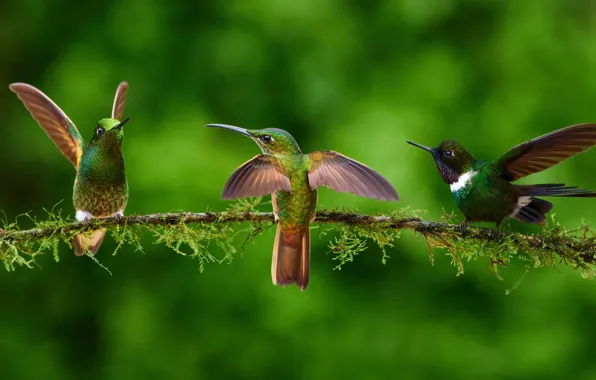 Картинка birds, adorable, hummingbirds