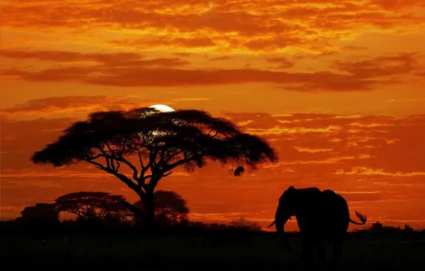 Небо, закат, дерево, слон, силуэт, Африка