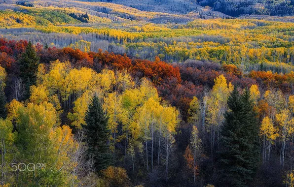 Картинка осень, лес, природа, краски