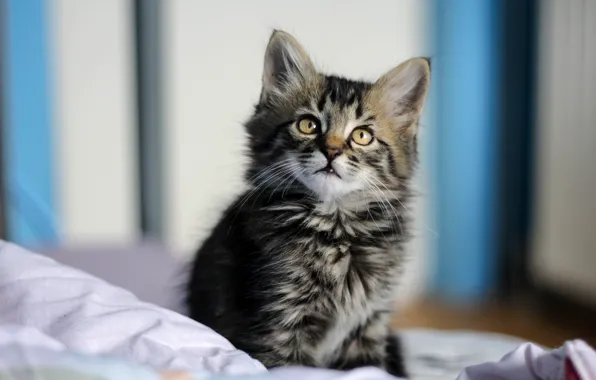 Кошка, кот, взгляд, поза, мордашка