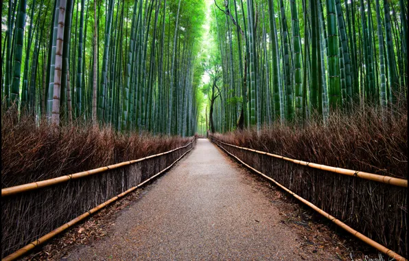 Дорога, лес, ограда, бамбуковый
