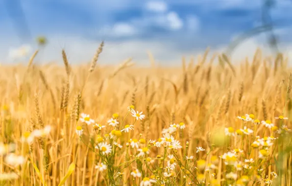 Пшеница, поле, лето, колосок