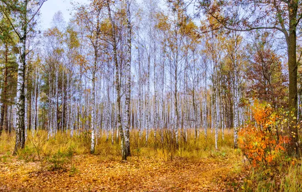 Осень, лес, деревья, листва, березы, листопад, роща, кусты