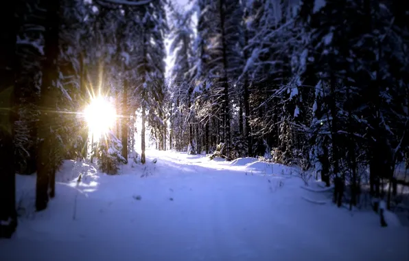 Снег, деревья, природа, наслаждение, след, Солнце, размытие, ели