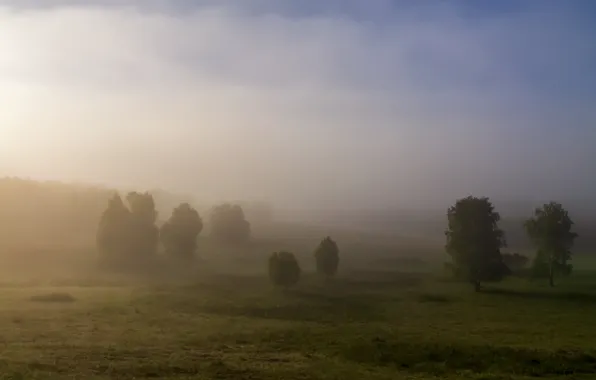 Картинка поле, небо, деревья, пейзаж, природа, туман, холмы, утро
