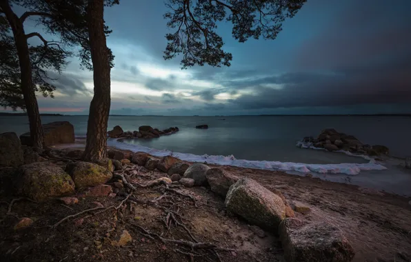 Картинка море, деревья, корни, камни, побережье, залив, сосны, Финляндия