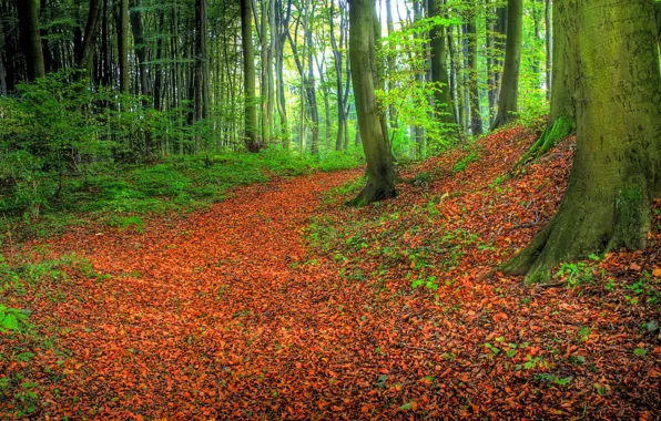 Картинка green, grass, forest, road, trees, nature, Autumn, leaves