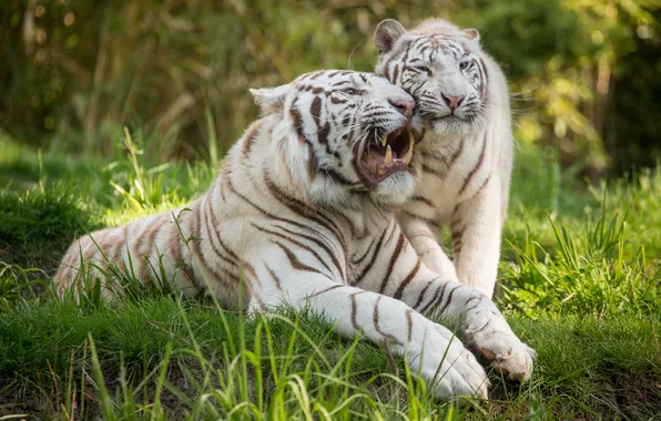 Картинка кошка, трава, пара, оскал, белый тигр