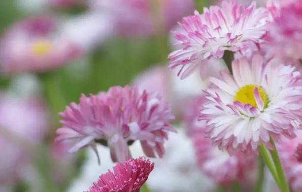 Розовый, Цветы, flower, pink, flowers, маргаритки