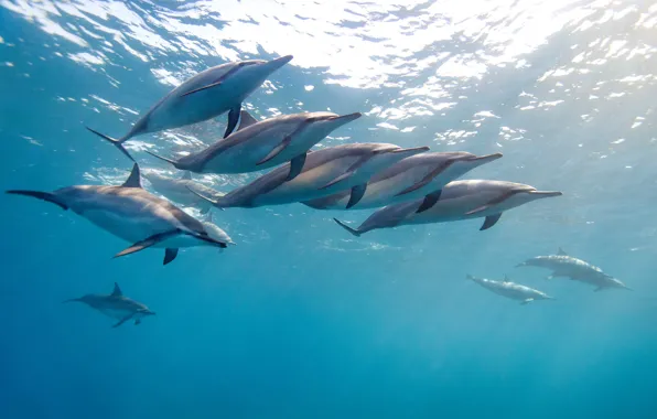 Вода, океан, стая, Гаваи, James R.D. Scott Photography, малоголовый продельфин, тропический дельфин, длинноносый дельфин