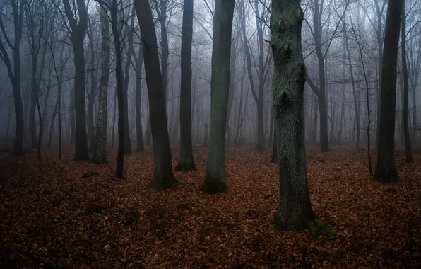 Картинка лес, деревья, природа, туман, Gerlinde Dumke