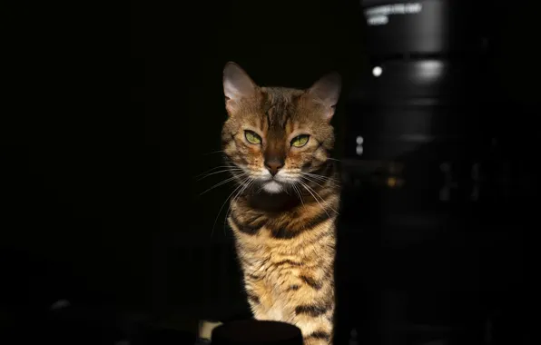 Кошка, кот, взгляд, морда, свет, темнота, стол, портрет