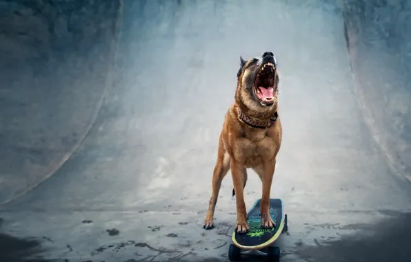 Картинка друг, собака, скейтборд