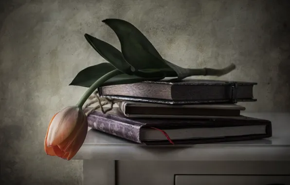 Картинка цветок, стиль, книги, тюльпан