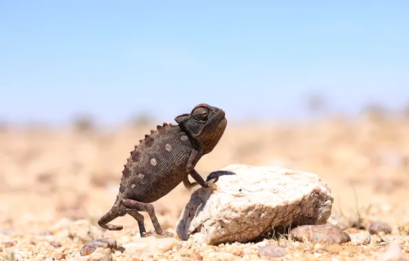 Хамелеон, камень, ящерица, Африка, Намибия
