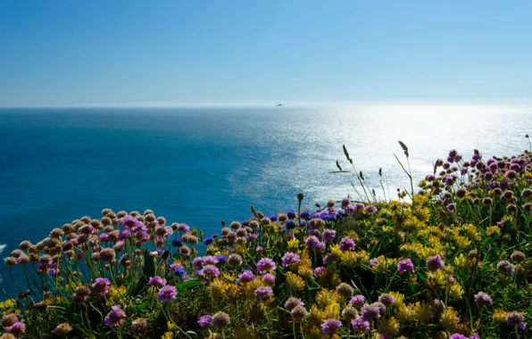 Картинка море, цветы, побережье, Англия, England, Уэльс, Wales, Ирландское море