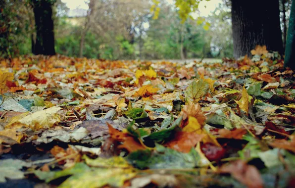 Картинка осень, листья, деревья, природа, желтые