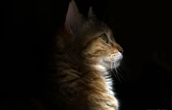 Кошка, кот, свет, тень, мордочка, профиль