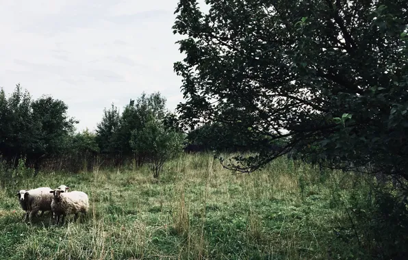 Трава, зеленый, дерево, бараны, природа .