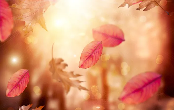 Картинка осень, листья, листопад, блюр