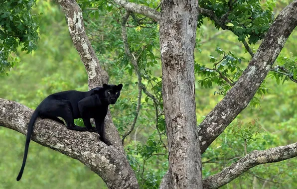 Природа, Nature, Пантера на дереве, Panther on a tree