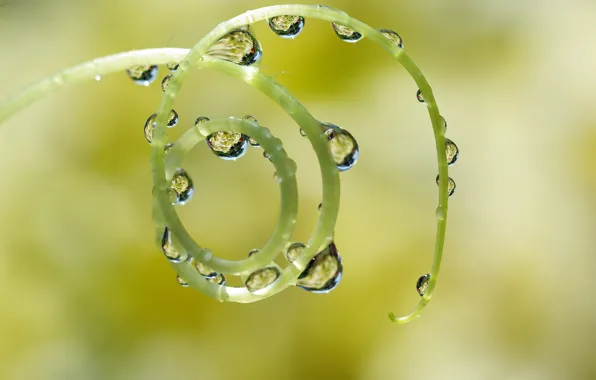 Лето, вода, капли, макро, цветы, природа, отражение, фантазии