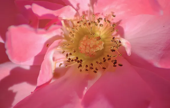 Цветок, розовый, flower, pink, macro, pollen