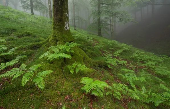 Картинка лес, листья, туман, дерево, растения, склон, овраг