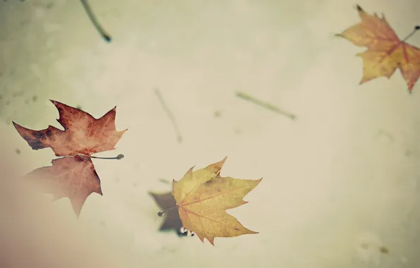 Листья, свет, фон