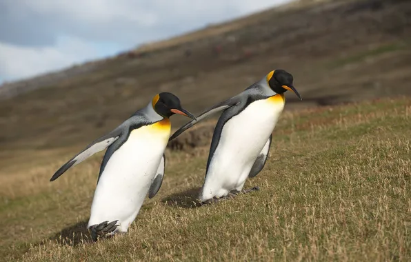 Картинка природа, пингвины, север