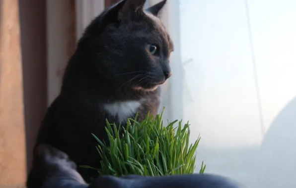 Кот, закат, безмятежность, русская голубая
