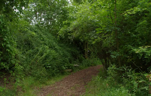 Картинка Зелень, Деревья, Лес, Тропа, Green, Forest, Trees, Path