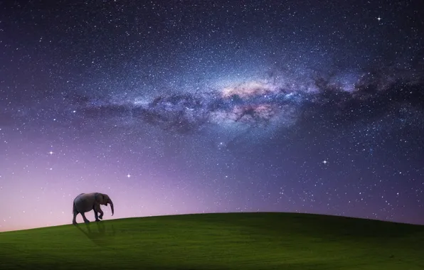 Поле, небо, звезды, ночь, сон, млечный путь, шагающий слон